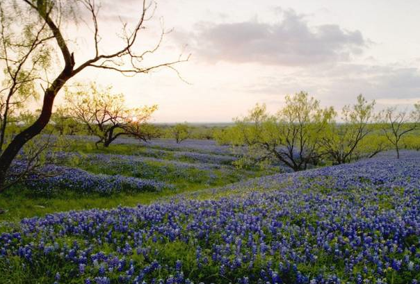 Southern Stems: Texas Bluebonnets