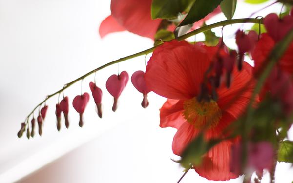 Beautiful Poppies By McKenzie Powell