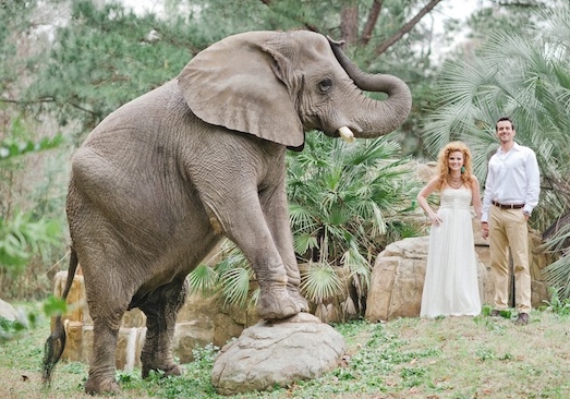 African Safari Wedding Ideas