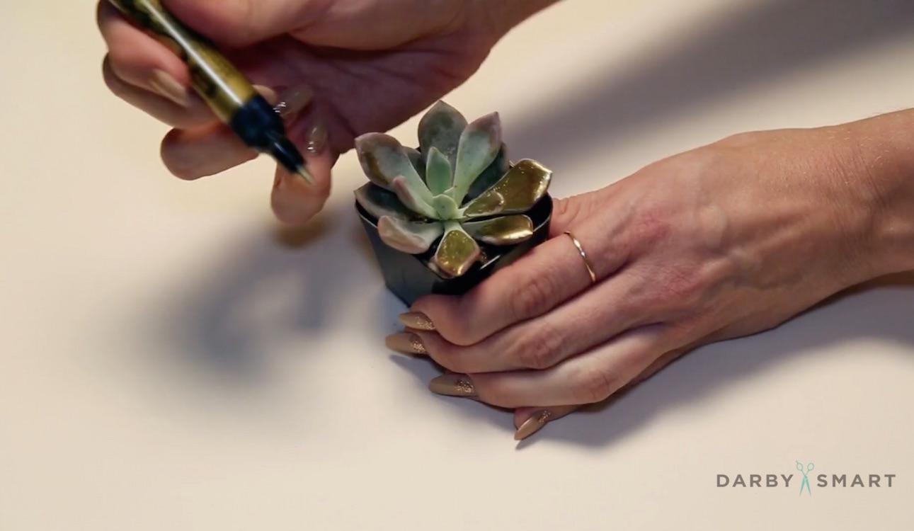 Darby_smart_DIY_succulent_drawing