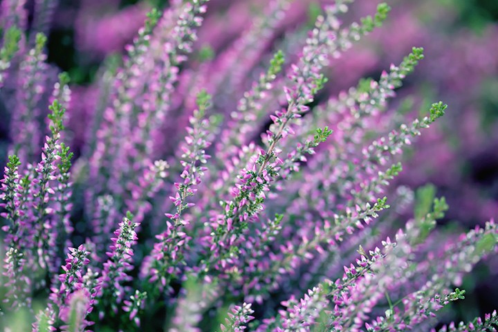 Everything You Need to Know About Heather Flowers for Your Wedding